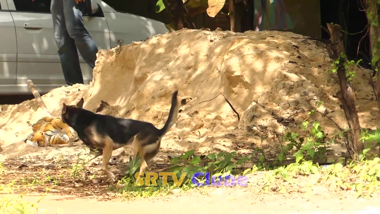 Fake Tiger Prank on Dog - Can You Handle the Laughter?