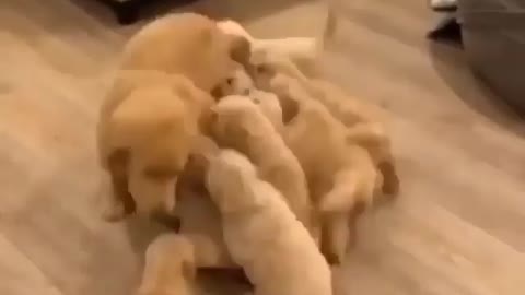 Mamma dog and babys