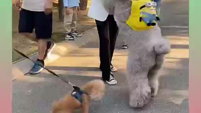 Funny and Cute Dog Video Compilation)))