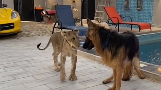 Lion attacks several dogs