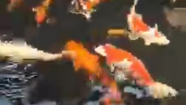 Koi fish pond