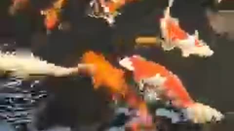 Koi fish pond