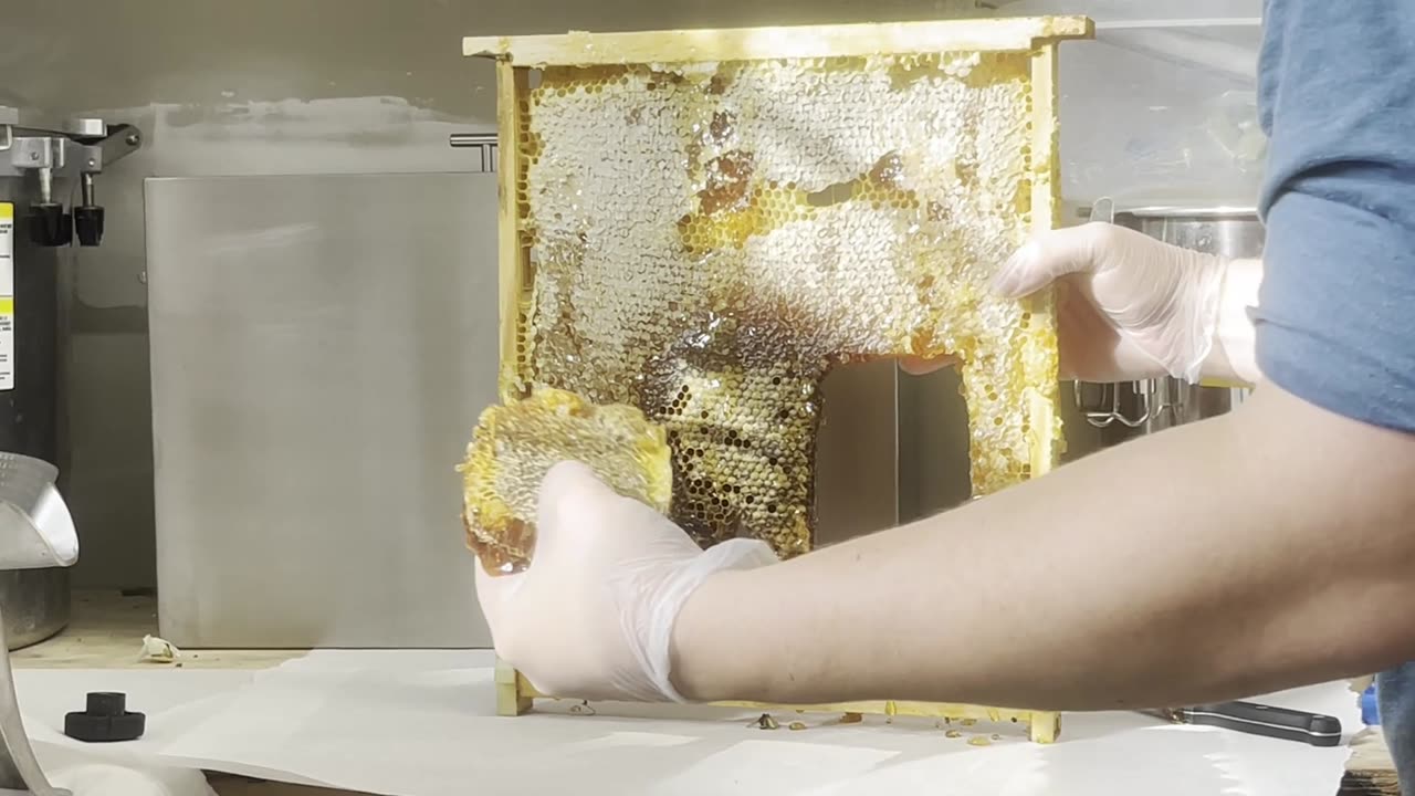 Honey Frame Removal & Extraction From Our Busiest 2023 Bee Hive; Violet Cove