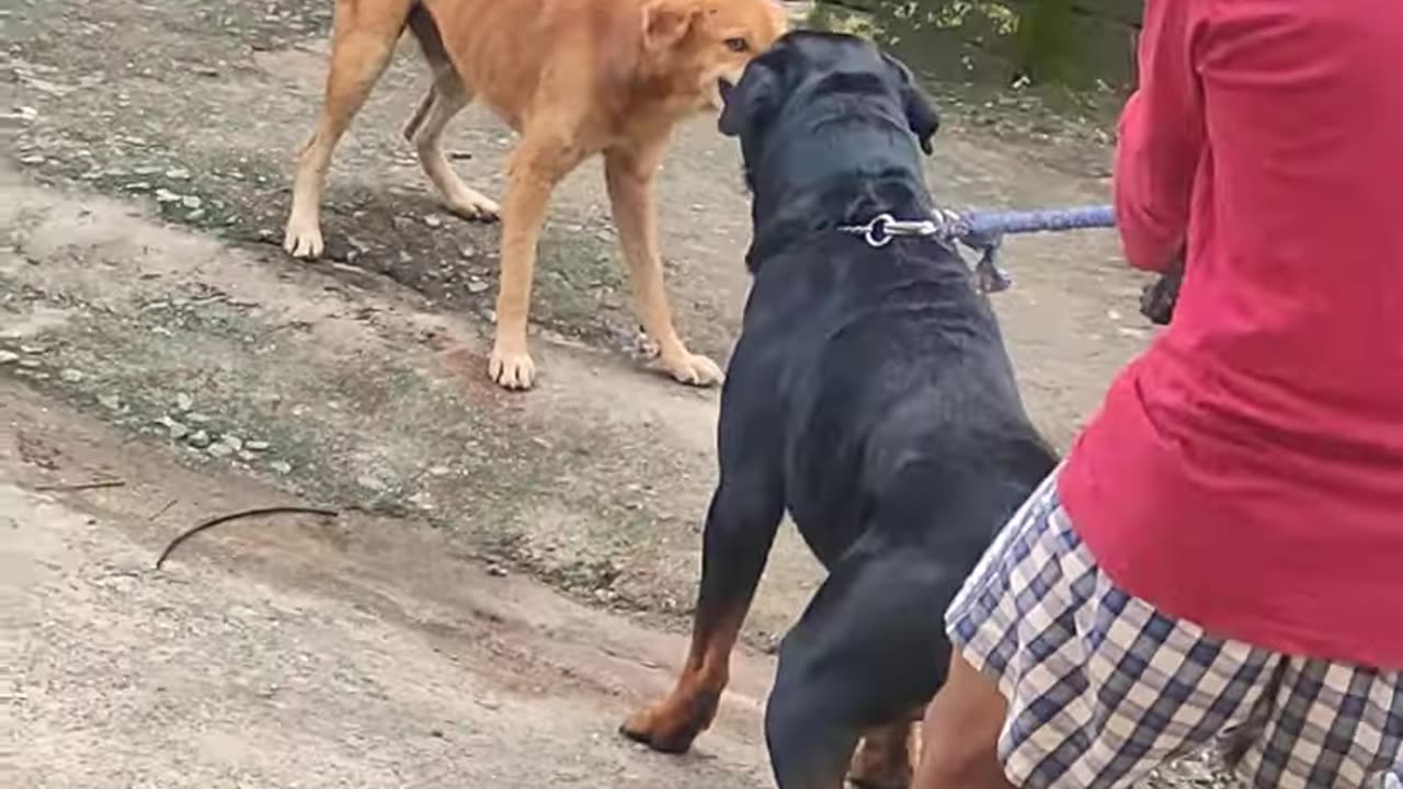 Street dog fighting