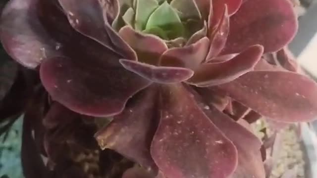 red succulent flower