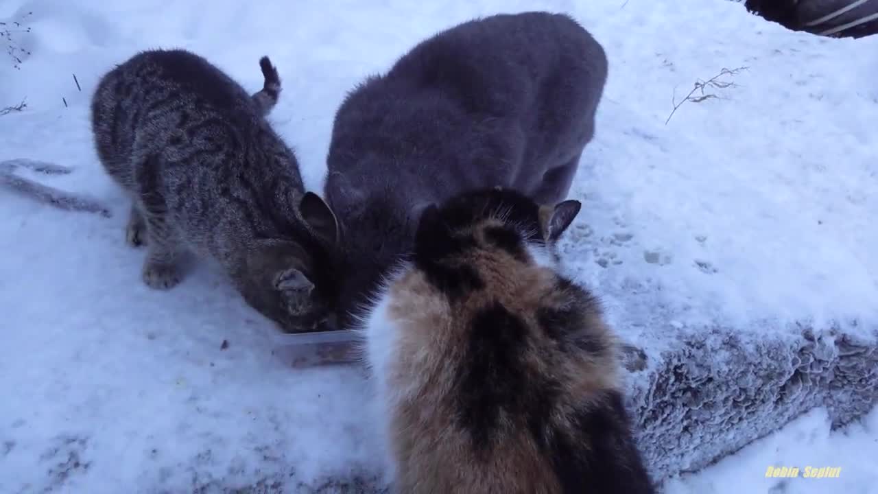 Grey cat with one eye lives in the snow