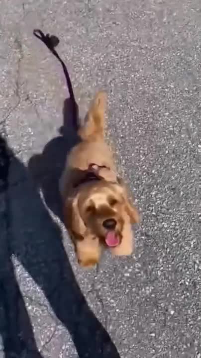 What happens when you drop your dogs leash?