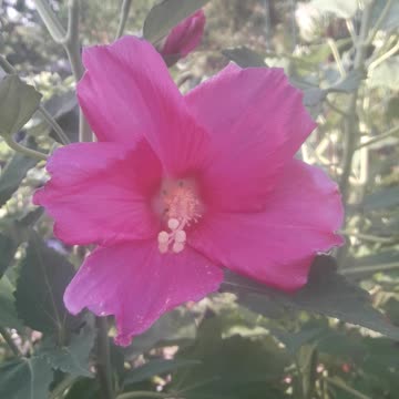 Hibiscus blossomed