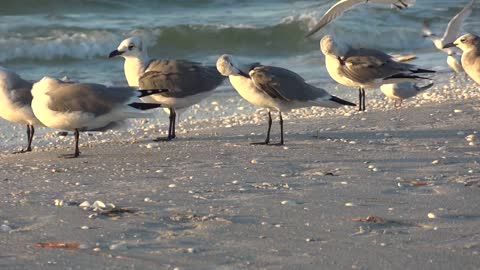 seagulls on the beach