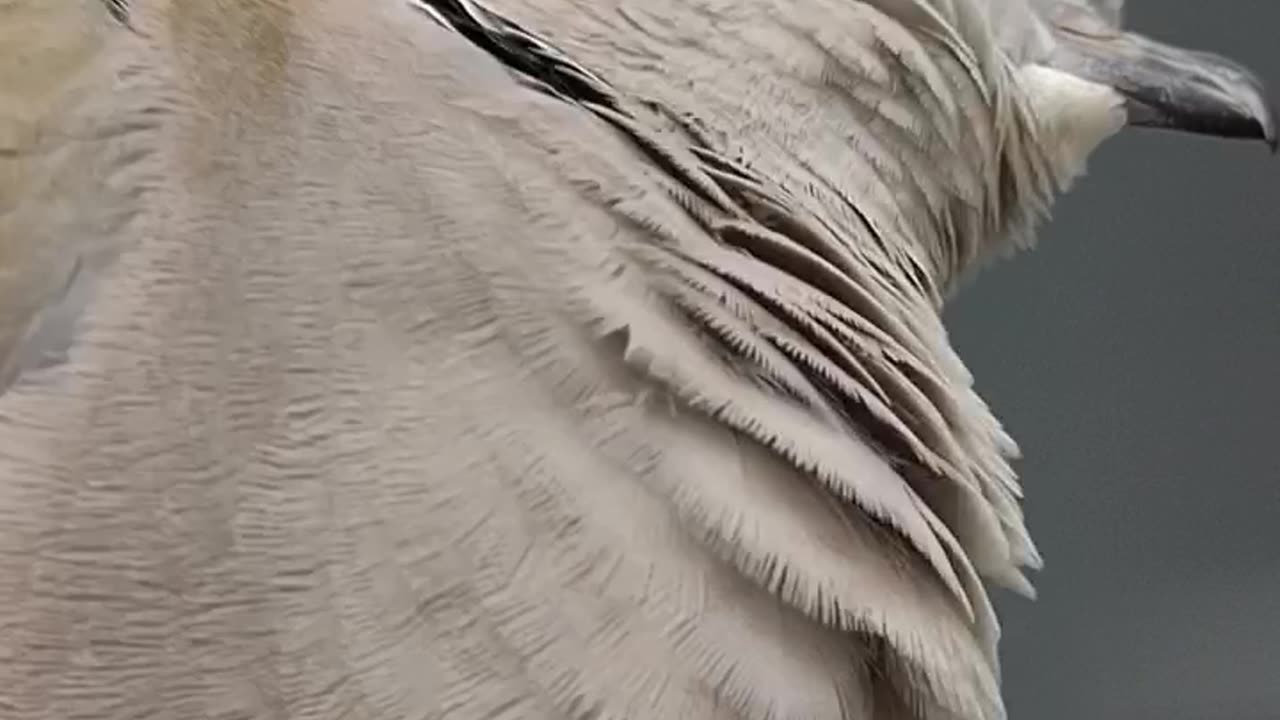 Beautiful bird 🐦 trending video