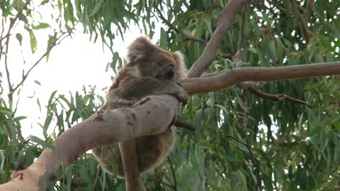 Cute koala, koala bear