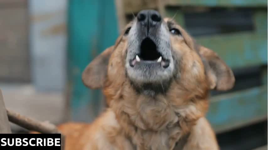 Big Angry Barking Dog