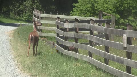 Deer Motherhood