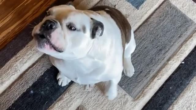 My bulldog has been practicing how to howl like her older brother for years