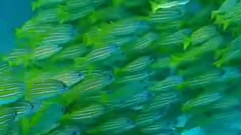 Green fish water world