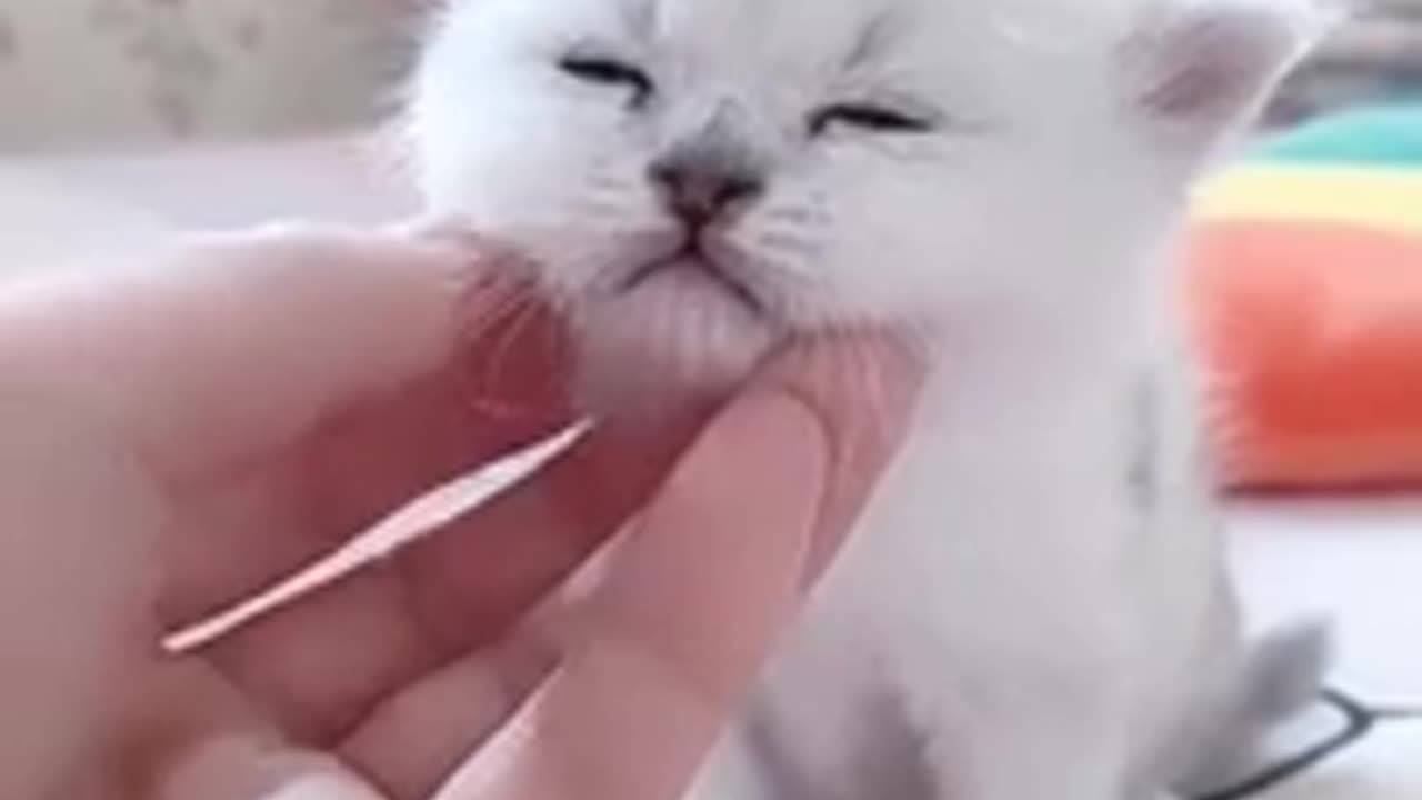 Funny cat video