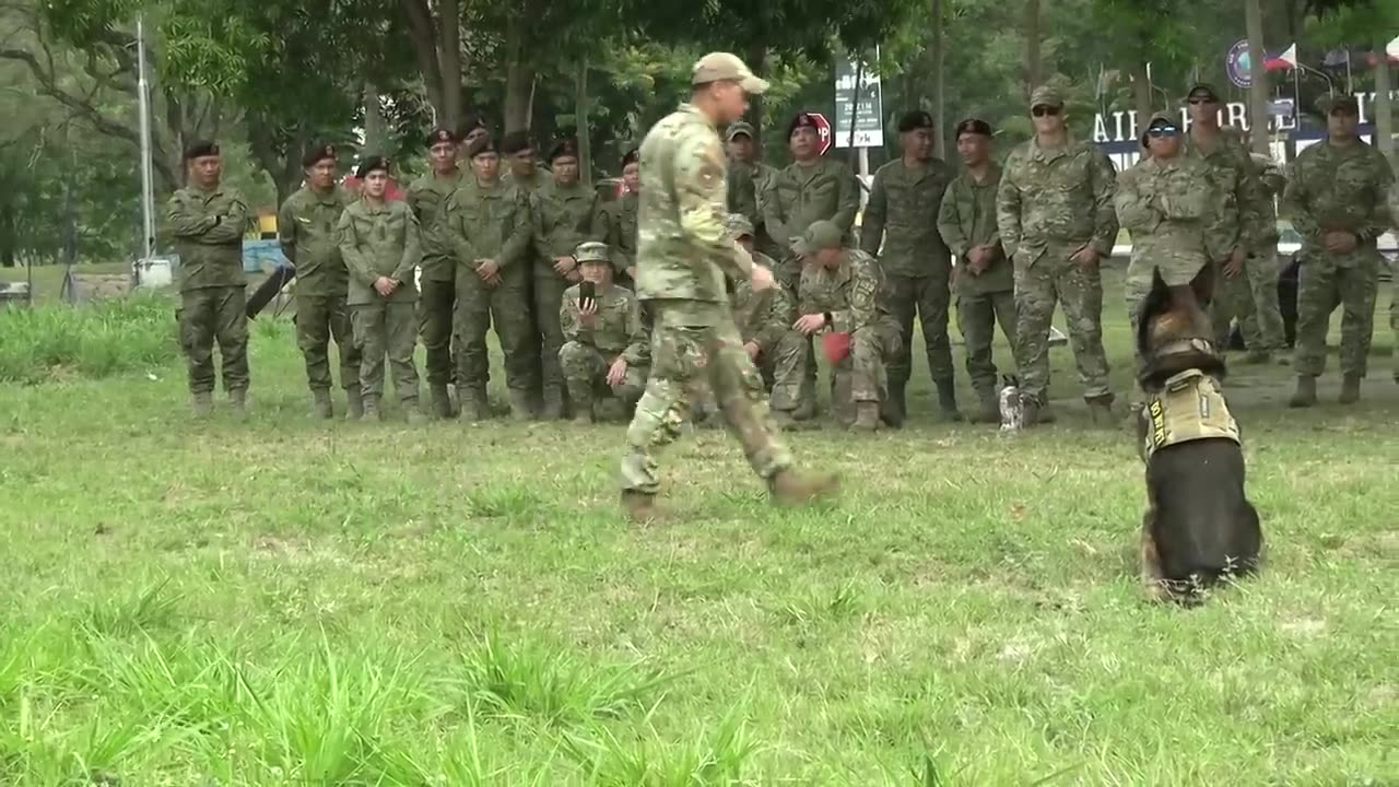 Dog treding video