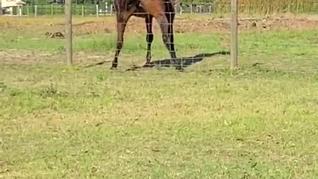 Funny Videos : Twerk Like Miley(Horse Style)... 😂😂