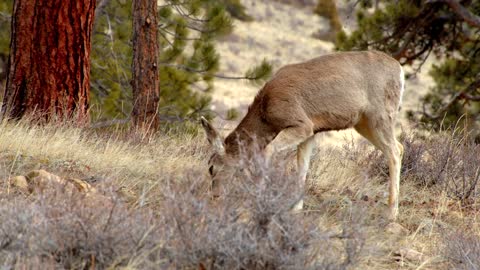Close Up, Baby Deer Grazing in Forest, Slow Motion Shot