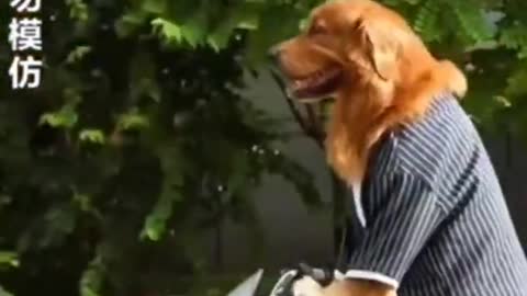 An intelligent and smart dog