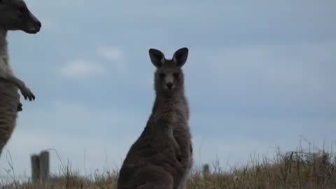 Kangaroo Melbourne Australia