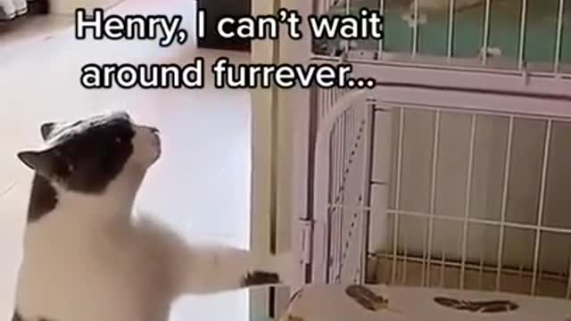 Wow ! ...VERY FUNNY CATS TALKING ! 😂...IT'S AMAZING ! 💞😻💞