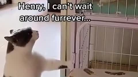 Wow ! ...VERY FUNNY CATS TALKING ! 😂...IT'S AMAZING ! 💞😻💞