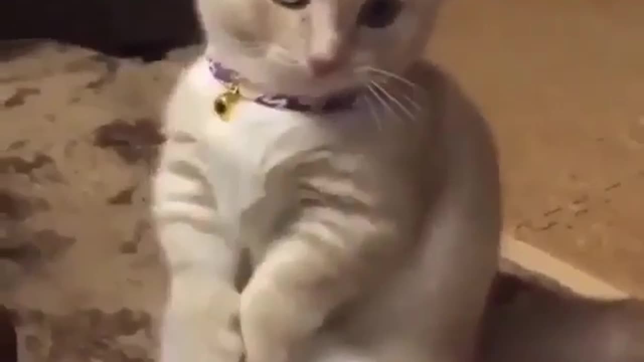 CUTE CAT