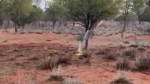 This adorable kangaroo is really enjoying this sprinkler