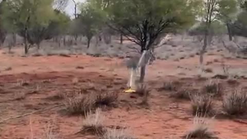 This adorable kangaroo is really enjoying this sprinkler