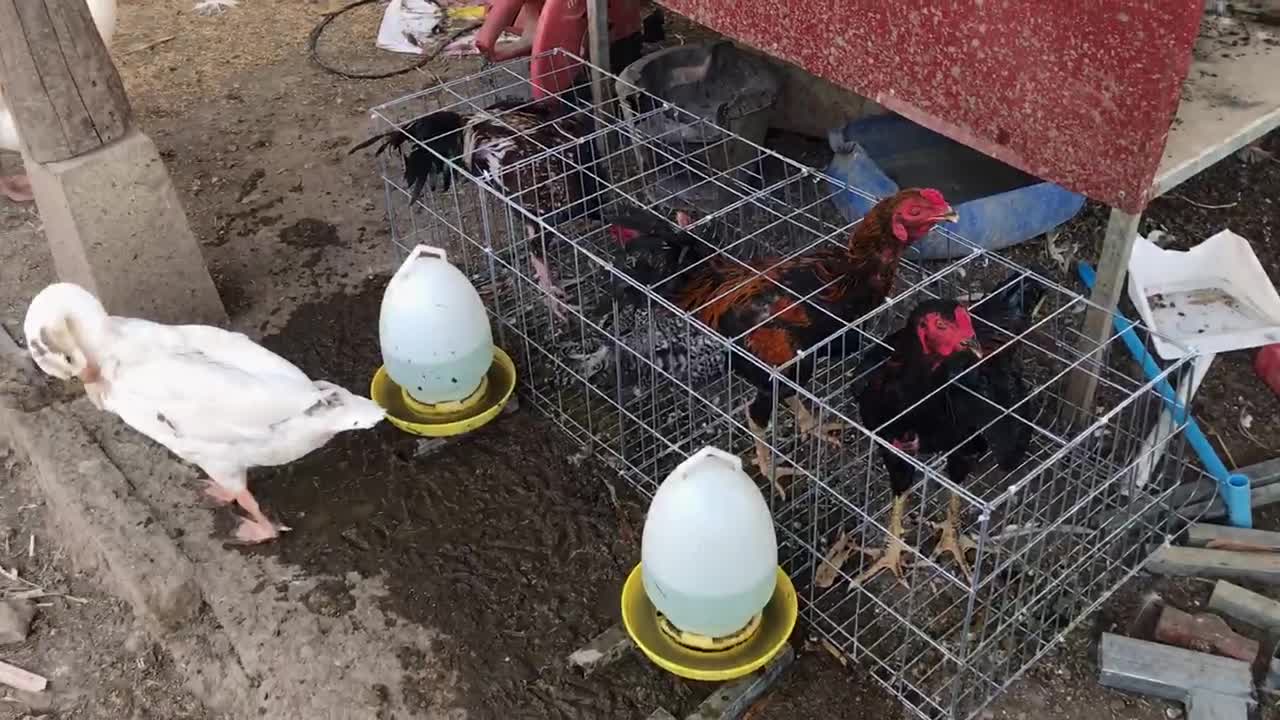 Chickens raise earned money