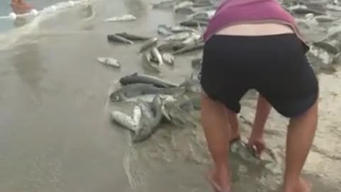 Será a que deu peixe?