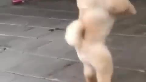 Funny dog