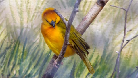 The yellow bird