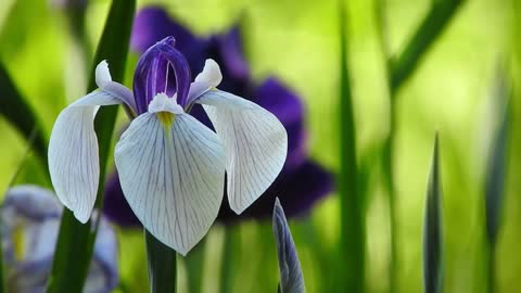 Iris