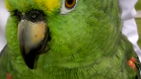 The parrot speaks fluently is so amazing