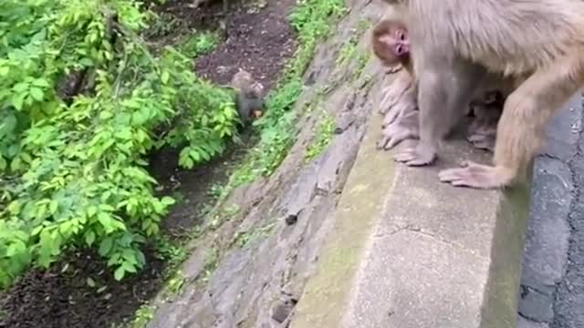 Fighting Monkey