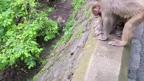 Fighting Monkey