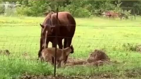 Gunner finally got Peaches to come inside the pasture