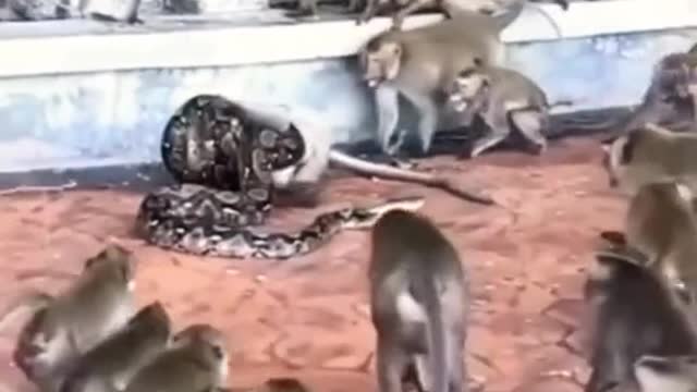 A python is feeding on a monkey. It looks incredible