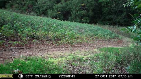 A couple of Coyotes and two young bucks