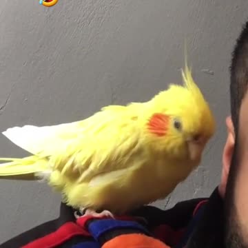 Jorik@ bana asum dzes #armenie #hayastan #armeniantiktok #armenia #tutak #peroqu