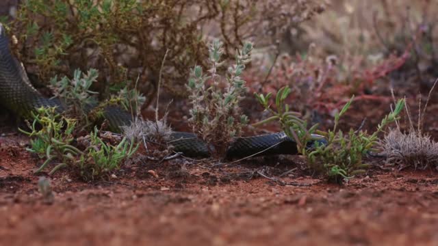 Most venomous snakes in the world