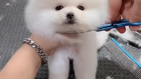 Teach you how to make a round headed pomeranian