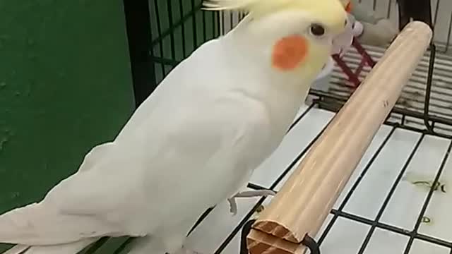 cockatiel singing at the top of his lungs ... kkkkk