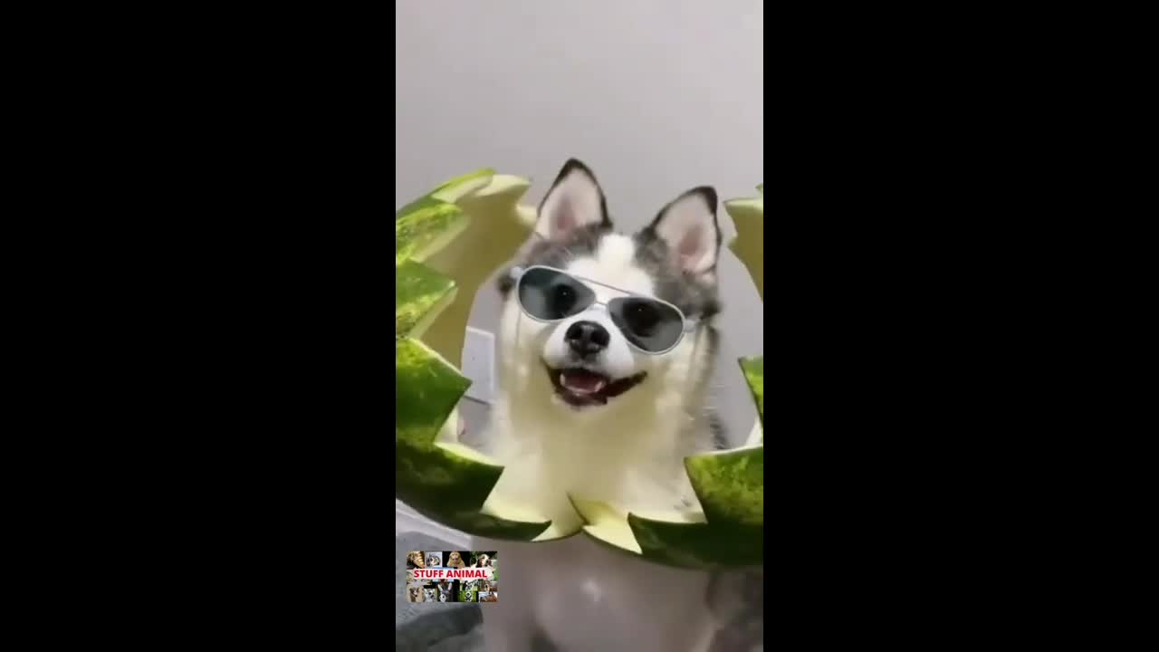 Funny dog 🐕🐩 looking cute