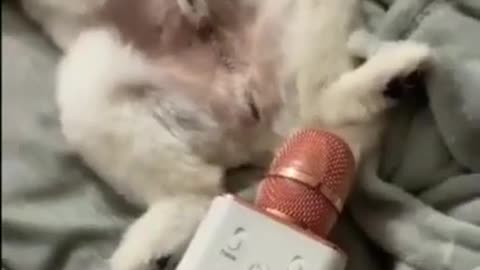 Celo Pets - Animais Engraçados
