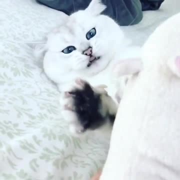 Attack of the great white cat-shark