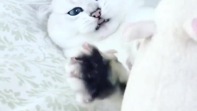 Attack of the great white cat-shark