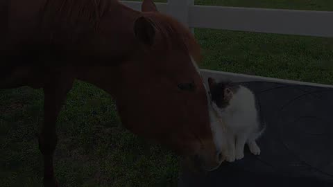 Funny Cats and Horses Talking to Each Other!